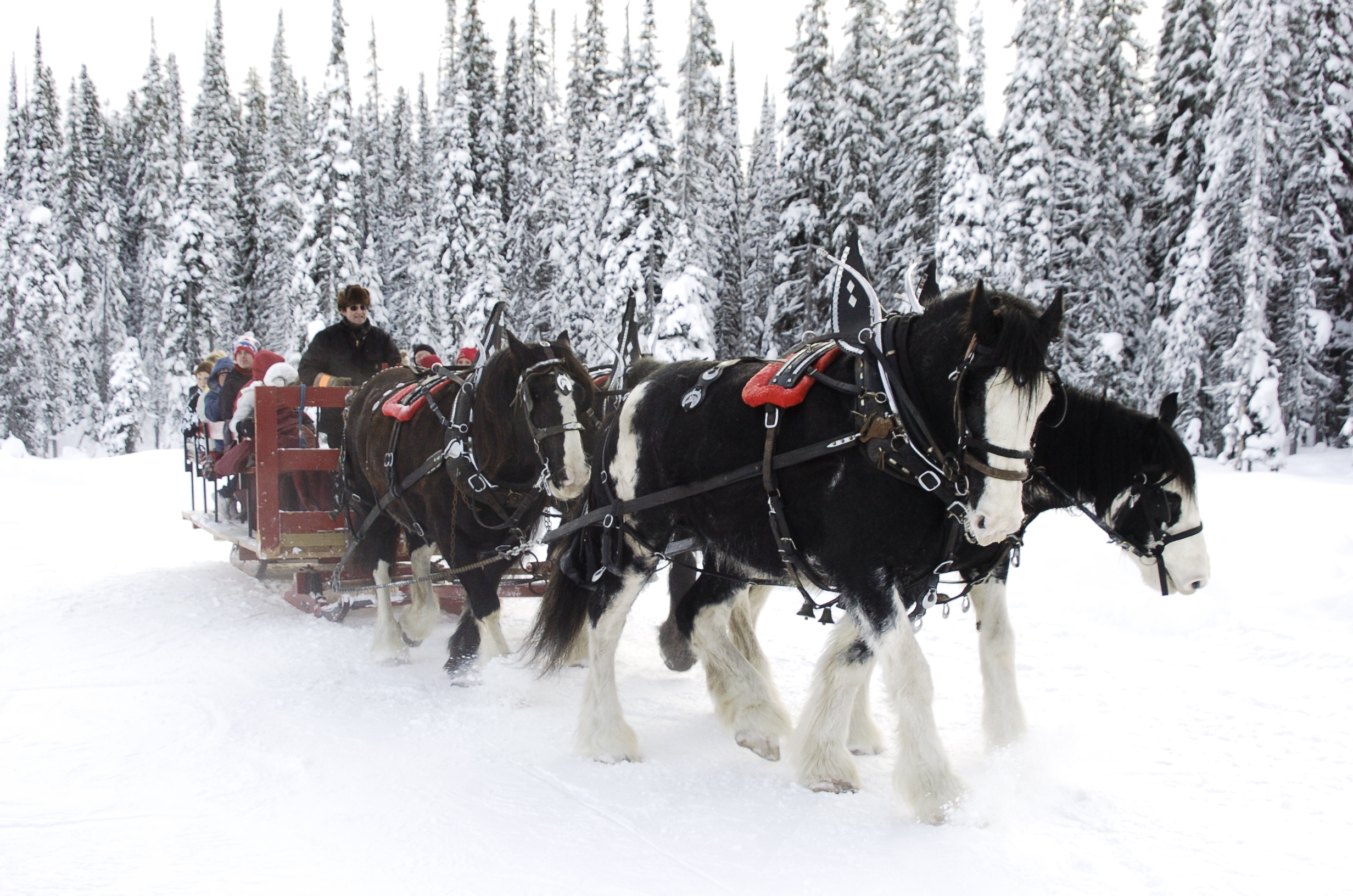 Horse Drawn Dining Tours