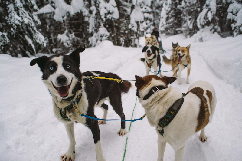 A real Canadian dog-sledding adventure