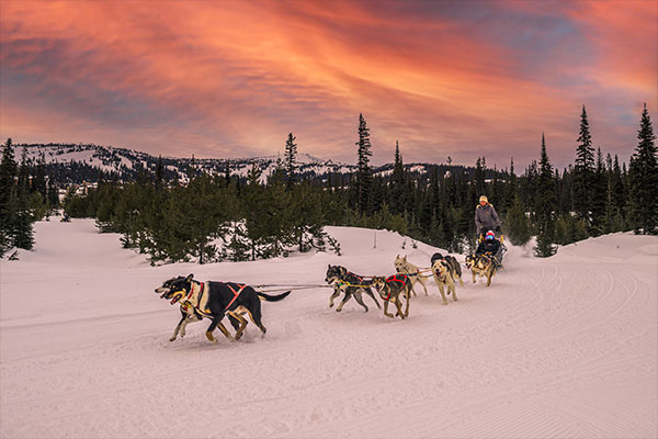 dog sled