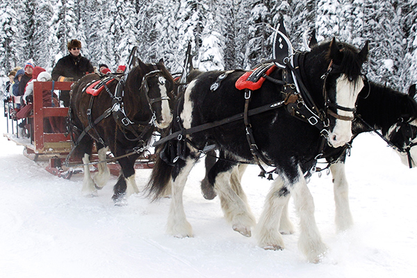 Horse Drawn Sleigh Dining Tours | Big White