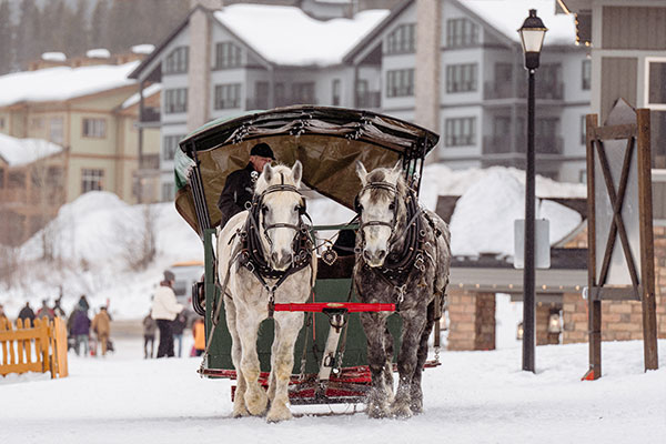 Horse Drawn Sleigh Rides