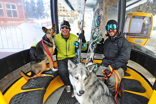 Dogs of Big White