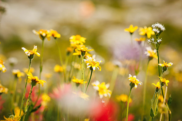 Other mountain accommodators